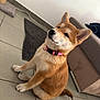 Akira participe au concours pour gagner de l'argent avec cette photo : shiba_inu, puppy, dog, pet, indoor, floor, tile, collar, pink, furry, sitting, cute, canine, animal, young, ears, tail, fur, home, relaxed