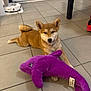 shiba_inu, puppy, dog, stuffed_toy, purple_dolphin, tile_floor, indoor, pet, animal, toy, relaxed, curious, household, robot_vacuum, red_shoes, furniture, floor, pet_collar, cute, companion