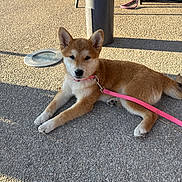 Akira participe au concours pour gagner de l'argent avec cette photo : puppy, dog, leash, pink_leash, outdoor, pavement, sunlight, shadow, brown_fur, white_fur, pet, animal, relaxed, cute, young_dog, ears, snout, paw, collar, human_leg