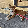 puppy, dog, leash, pink_leash, outdoor, pavement, sunlight, shadow, brown_fur, white_fur, pet, animal, relaxed, cute, young_dog, ears, snout, paw, collar, human_leg