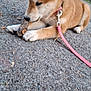 puppy, dog, leash, stick, pavement, outdoor, nature, animal, young_dog, brown_fur, white_paws, collar, curious, close_up, pet, walking, side_view, playful, canine, cute