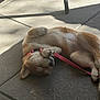 dog, puppy, lying_down, pink_collar, leash, concrete_floor, sunlight, shadow, relaxed, outdoor, pet, canine, sleeping, paw, fur, cute, animal, resting, daylight, adorable