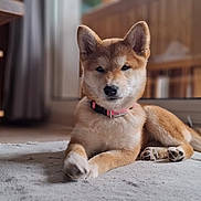 Akira participe au concours pour gagner de l'argent avec cette photo : animal, carpet, collar, cute, dog, domestic, ears, floor, fur, glass_door, home, indoor, nose, paw, pet, puppy, relaxed, window, wooden_furniture, young_dog