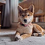 animal, carpet, collar, cute, dog, domestic, ears, floor, fur, glass_door, home, indoor, nose, paw, pet, puppy, relaxed, window, wooden_furniture, young_dog