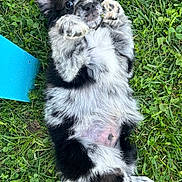 Beau joined the competition — help win amazing prizes! puppy, dog, grass, outdoor, cute, fluffy, black_and_white, pet, animal, lying_down, paw, ears, fur, nature, playful, young, adorable, mammal, closeup, relaxing