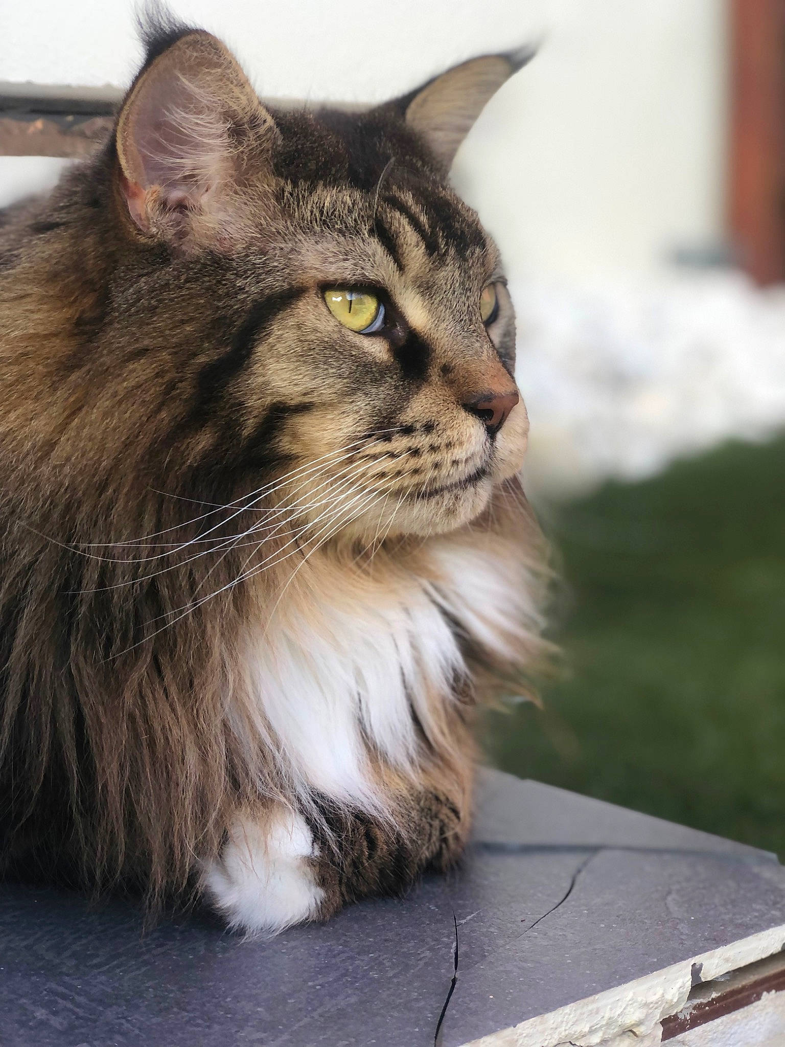 Numa participe au concours pour gagner de l'argent avec cette photo : carnivore, cat, domestic_short_haired_cat, felidae, fur, grass, maine_coon, small_to_medium_sized_cats, snout, terrestrial_animal, whiskers