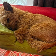 Ruby participe au concours pour gagner de l'argent avec cette photo : canine, cozy, curled_up, curtains, cushion, dog, domestic_animal, fluffy, fur, furniture, green_cushion, home, indoor, nap, pet, red_couch, relaxing, resting, sleeping, window