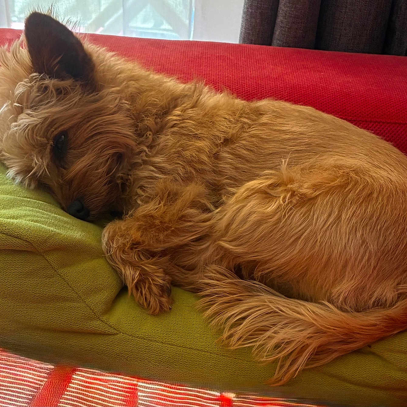 Ruby participe au concours pour gagner de l'argent avec cette photo : canine, cozy, curled_up, curtains, cushion, dog, domestic_animal, fluffy, fur, furniture, green_cushion, home, indoor, nap, pet, red_couch, relaxing, resting, sleeping, window
