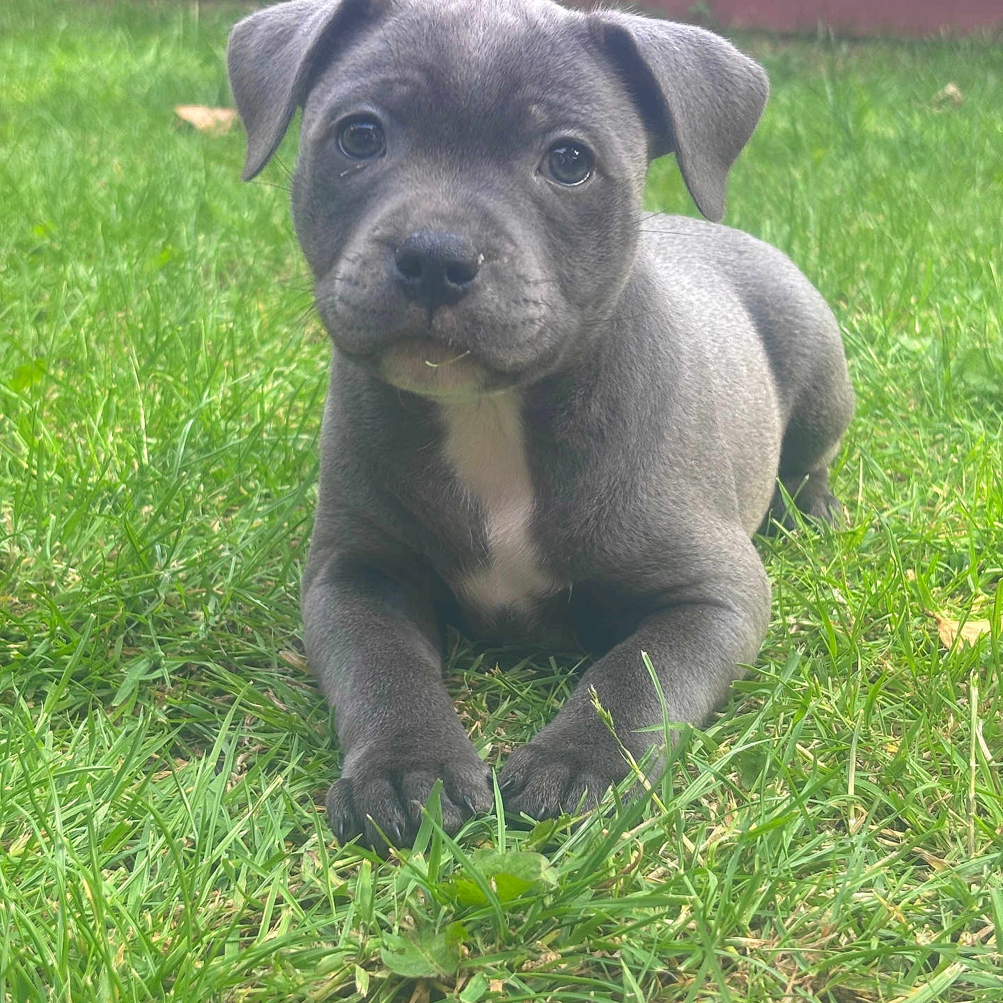 Stitch joined the competition — help win amazing prizes! adorable, animal, background, closeup, cute, dog, ears, eyes, fence, fur, grass, gray, lying, nature, nose, outdoor, pet, portrait, puppy, young