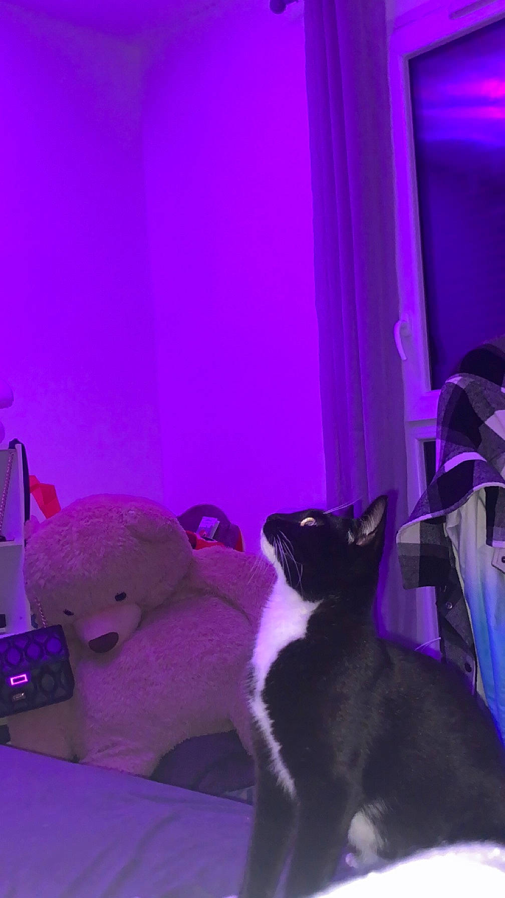 Pestouille participe au concours pour gagner de l'argent avec cette photo : carnivore, cat, comfort, curtain, darkness, domestic_short_haired_cat, electric_blue, event, felidae, grey, interior_design, magenta, plant, purple, room, small_to_medium_sized_cats, tail, tints_and_shades, violet, whiskers