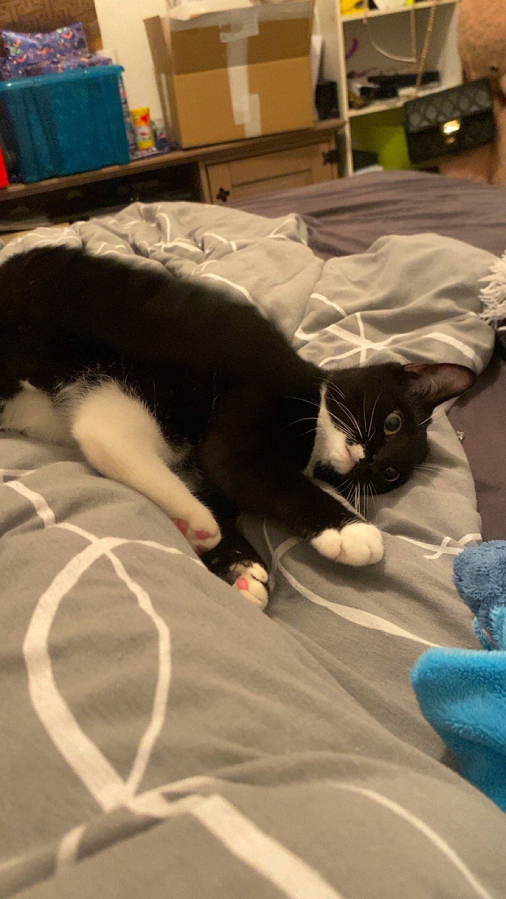 Pestouille participe au concours pour gagner de l'argent avec cette photo : bed, bed_sheet, bedding, blue, carnivore, cat, comfort, companion_dog, domestic_short_haired_cat, felidae, fur, grey, linens, mammal, nap, small_to_medium_sized_cats, tail, vertebrate, whiskers, wood