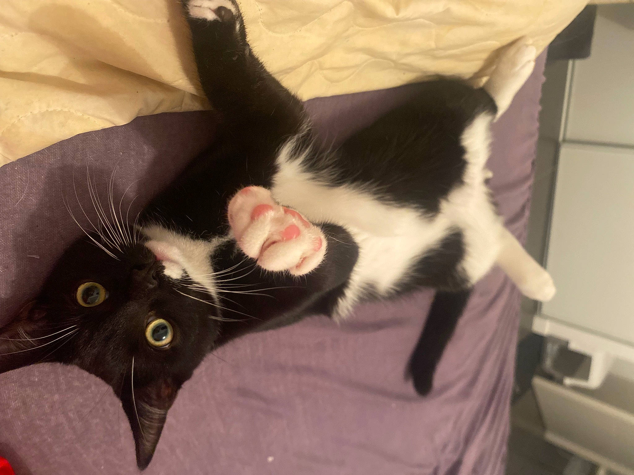 Pestouille a rejoint le concours — aidez-le/la à gagner de superbes lots ! carnivore, cat, comfort, domestic_short_haired_cat, ear, eye, felidae, fur, gesture, hair, head, human_body, mammal, paw, plant, small_to_medium_sized_cats, snout, tail, vertebrate, whiskers