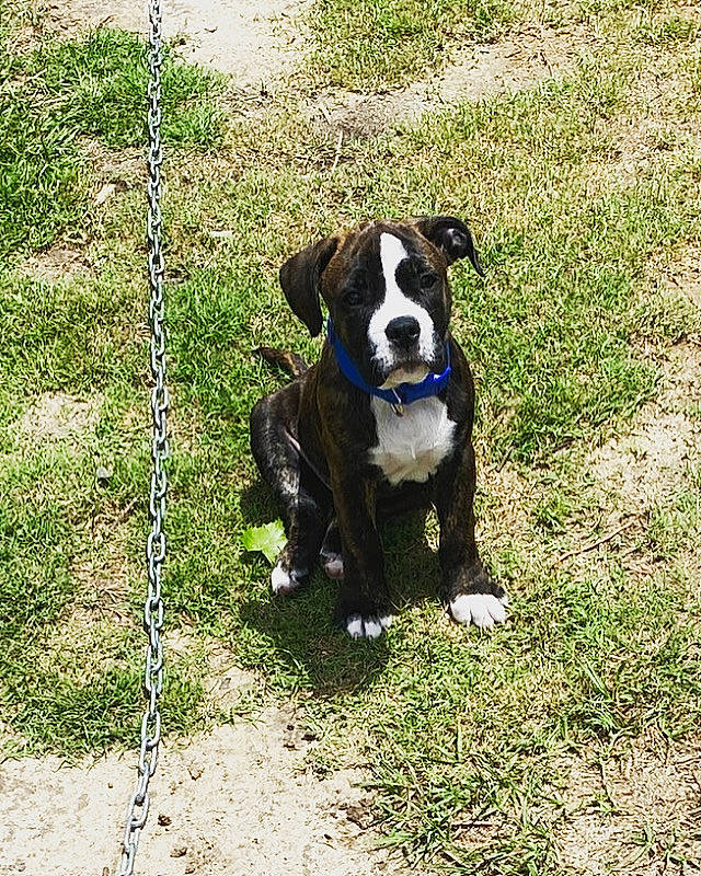 Major is registered to the contest to win money with this photo: canidae, carnivore, collar, companion_dog, dog, dog_breed, dog_collar, dog_supply, electric_blue, fawn, grass, leash, pet_supply, plant, snout, soil, sporting_group, tail, tree, working_animal