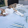 cat, calico_cat, feline, pet, animal, lying_down, relaxed, sleepy, bed, bedroom, indoors, patterned_bedding, white_fur, orange_fur, gray_fur, green_eyes, whiskers, paws, portrait, home