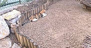 Miya a rejoint le concours — aidez-le/la à gagner de superbes lots ! cat, calico_cat, animal, pet, outdoor, garden, enclosure, dirt, rocks, wooden_border, fence, greenery, leaves, ivy, straw, resting, lying_down, profile, rustic, nature