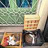 Miya a rejoint le concours — aidez-le/la à gagner de superbes lots ! cats, sleeping, pets, animals, calico_cat, tabby_cat, white_fur, brown_fur, black_fur, wooden_crate, plastic_basket, red_blanket, window, security_bars, green_wall, outdoor, patio, resting, cozy, domestic_animals