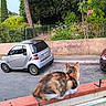 cat, calico_cat, animal, pet, sitting, outdoors, street, road, barrier, parked_car, microcar, garden, plants, flowers, trees, fence, urban_scene, sidewalk, daylight, photography