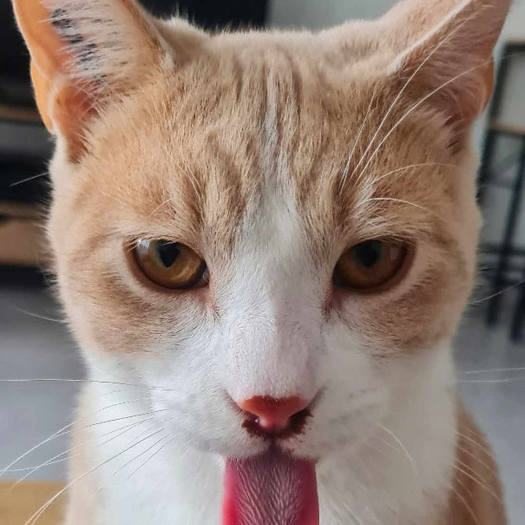 Oréo participe au concours pour gagner de l'argent avec cette photo : animal, beige_cat, cat, close_up, cute, domestic_cat, ears, eyes, face, feline, fur, indoor, mammal, nose, pet, playful, tongue, tongue_out, whiskers, white_cat