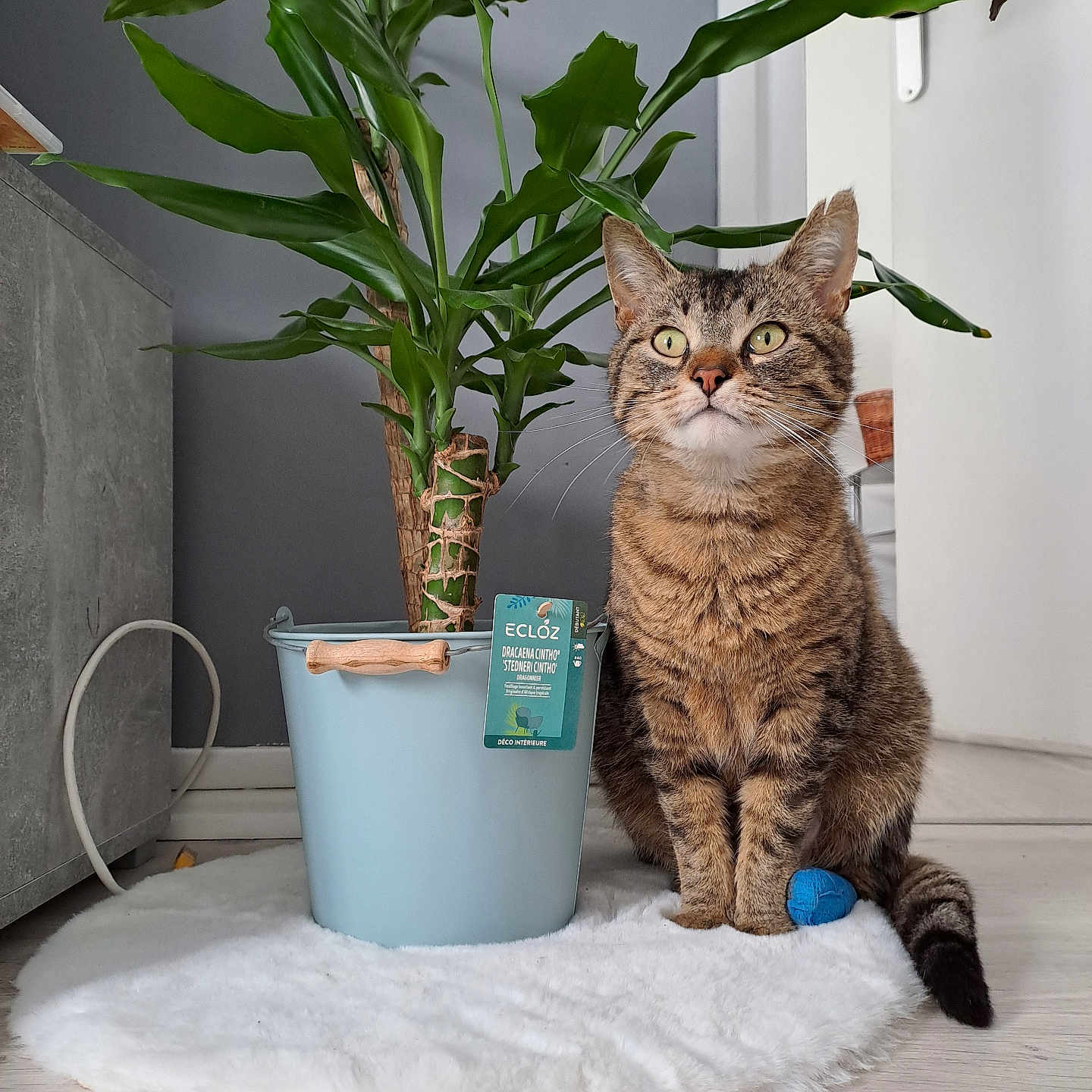 Loki a rejoint le concours — aidez-le/la à gagner de superbes lots ! animal, ball, cat, curious, domestic, ears, feline, floor, fur, green, indoor, leaf, pet, plant, pot, rug, sitting, tabby, whiskers, wooden_floor