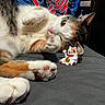 animal, bed, calico_cat, cat, closeup, colorful, cute, feline, figurine, indoor, lucky_cat, lying_down, paw, pet, playful, relaxed, striped_fabric, toy, whiskers, winking