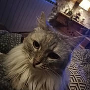 Jasmine participe au concours pour gagner de l'argent avec cette photo : cat, fluffy, pet, indoor, blanket, cozy, furniture, home, curious, relaxed, fur, animal, mammal, whiskers, ears, face, comfort, domestic, soft, resting