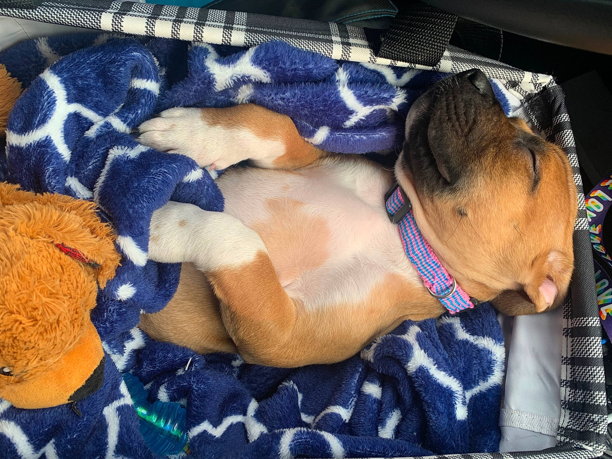 Scarlett joined the competition — help win amazing prizes! abdomen, carnivore, chest, collar, comfort, companion_dog, dog, dog_breed, dog_collar, dog_supply, electric_blue, fawn, fur, guard_dog, linens, liver, pattern, pet_supply, sporting_group, working_animal