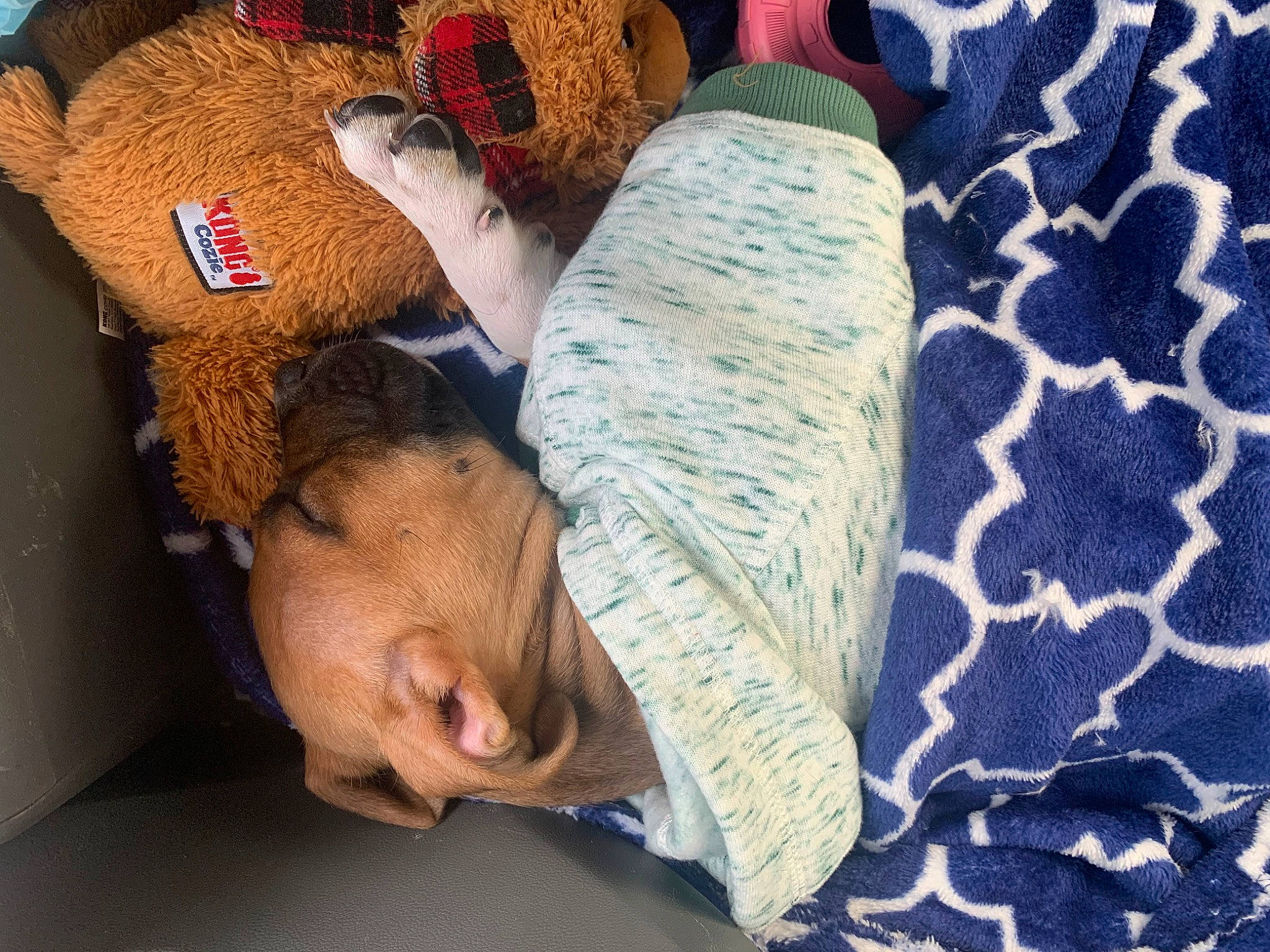 Scarlett is registered to the contest to win money with this photo: bedding, bedtime, comfort, couch, fun, fur, happy, leisure, linens, nap, pattern, reading, room, sitting, stuffed_toy, textile, toy, vertebrate, wood, wool