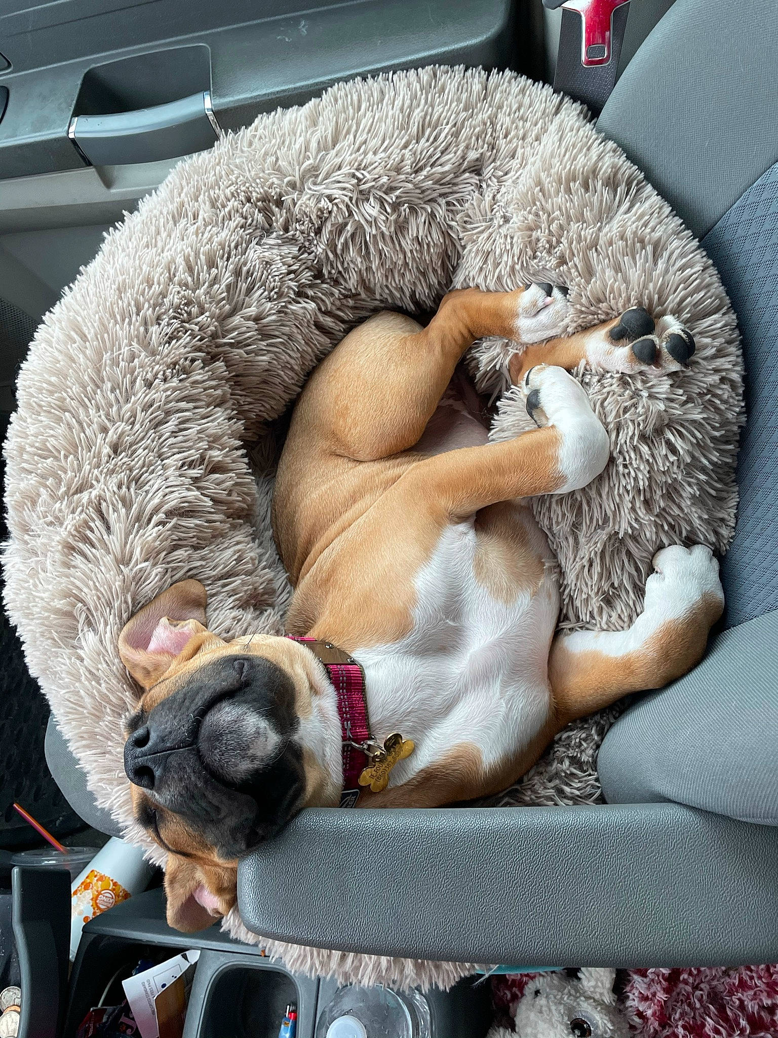 Scarlett is registered to the contest to win money with this photo: auto_part, canidae, car_seat, carnivore, collar, comfort, companion_dog, dog, dog_breed, fawn, felidae, fur, human_leg, mammal, motor_vehicle, snout, sporting_group, vehicle, vertebrate, working_animal