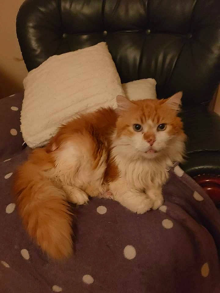 Kiki participe au concours pour gagner de l'argent avec cette photo : box, british_longhair, carnivore, cat, chair, claw, comfort, companion_dog, couch, fawn, felidae, flooring, fur, hardwood, paw, small_to_medium_sized_cats, tail, terrestrial_animal, whiskers, wood