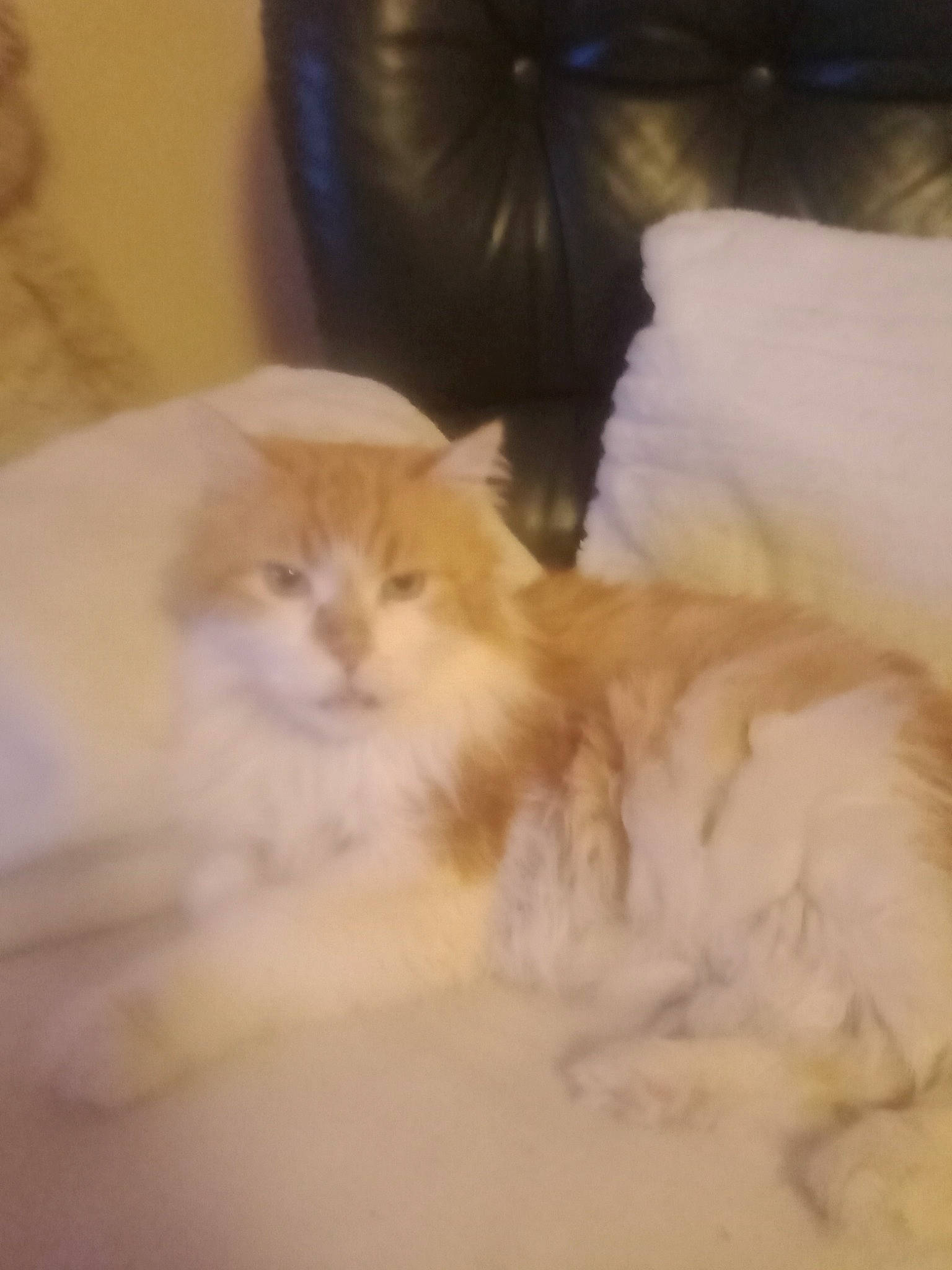 Kiki participe au concours pour gagner de l'argent avec cette photo : bed, carnivore, cat, claw, comfort, domestic_short_haired_cat, fawn, felidae, flooring, fur, hardwood, nap, paw, small_to_medium_sized_cats, tail, whiskers, wood