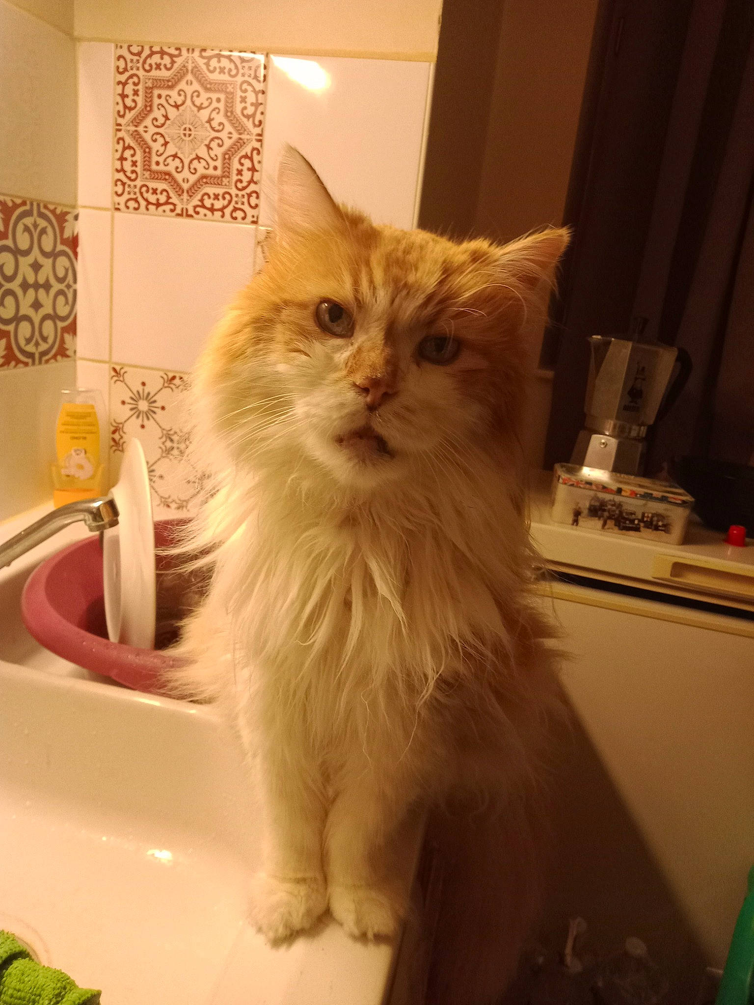 Kiki a rejoint le concours — aidez-le/la à gagner de superbes lots ! art, box, british_longhair, carnivore, cat, fawn, felidae, fur, hardwood, persian, sink, small_to_medium_sized_cats, snout, tail, tap, terrestrial_animal, whiskers, wood