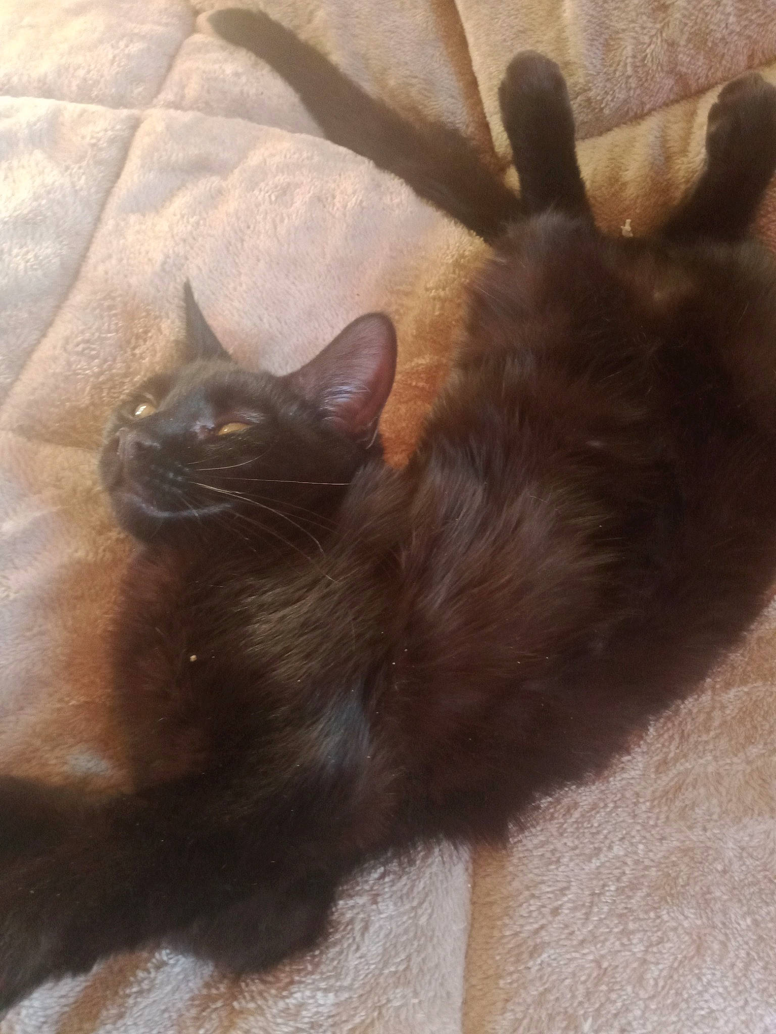 Marah a rejoint le concours — aidez-le/la à gagner de superbes lots ! black_cat, bombay, carnivore, cat, claw, comfort, domestic_short_haired_cat, fawn, felidae, fur, hardwood, havana_brown, liver, paw, small_to_medium_sized_cats, snout, tail, terrestrial_animal, whiskers, wood