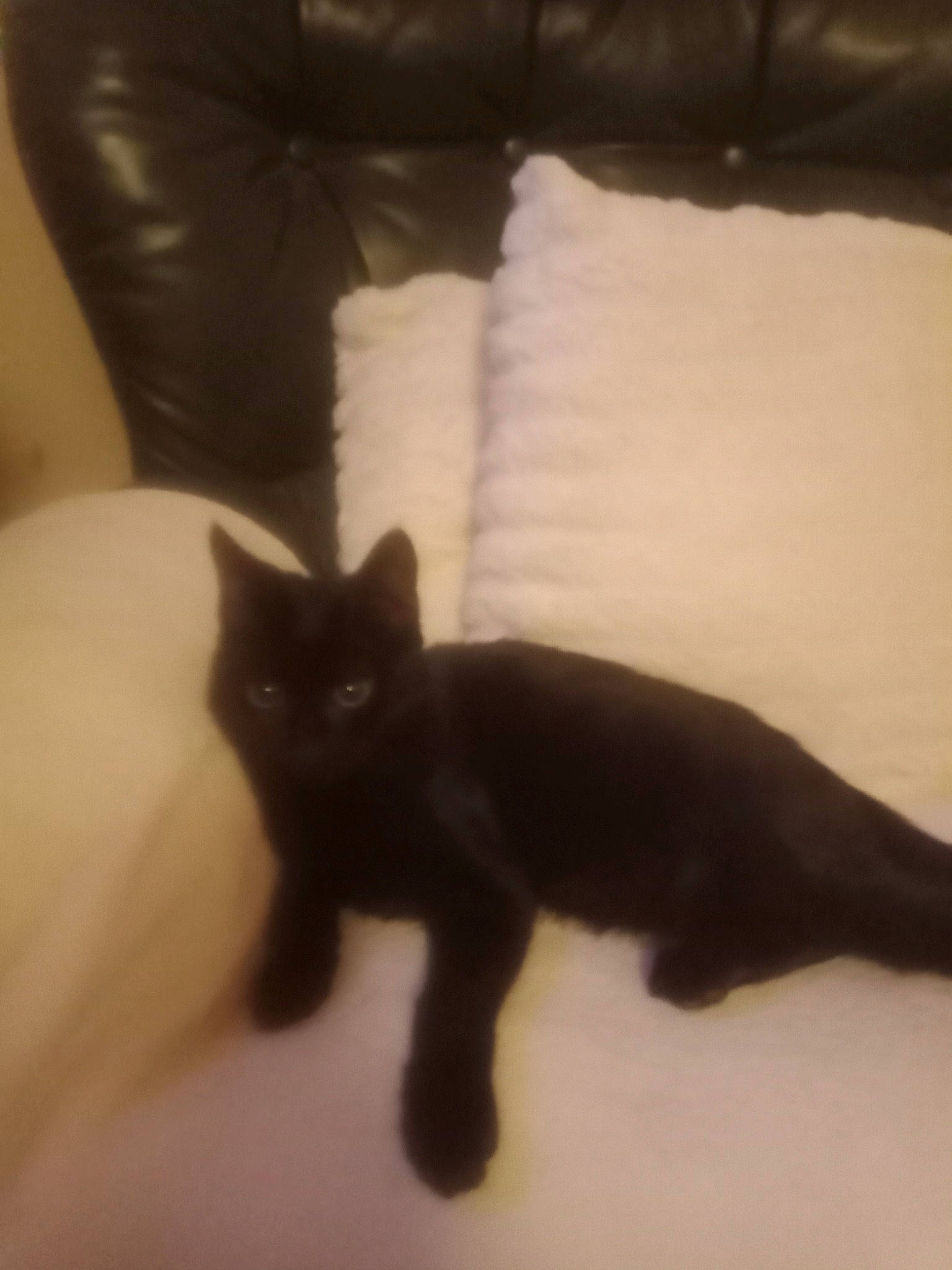 Marah participe au concours pour gagner de l'argent avec cette photo : black_cat, bombay, carnivore, cat, claw, comfort, couch, domestic_short_haired_cat, felidae, flooring, fur, furniture, hardwood, room, shadow, small_to_medium_sized_cats, tail, terrestrial_animal, tints_and_shades, whiskers