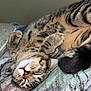 Kida is registered to the contest to win money with this photo: cat, tabby, sleeping, relaxed, paws, fur, whiskers, bed, blanket, striped, cute, nap, animal, pet, indoor, cozy, feline, closeup, resting, soft
