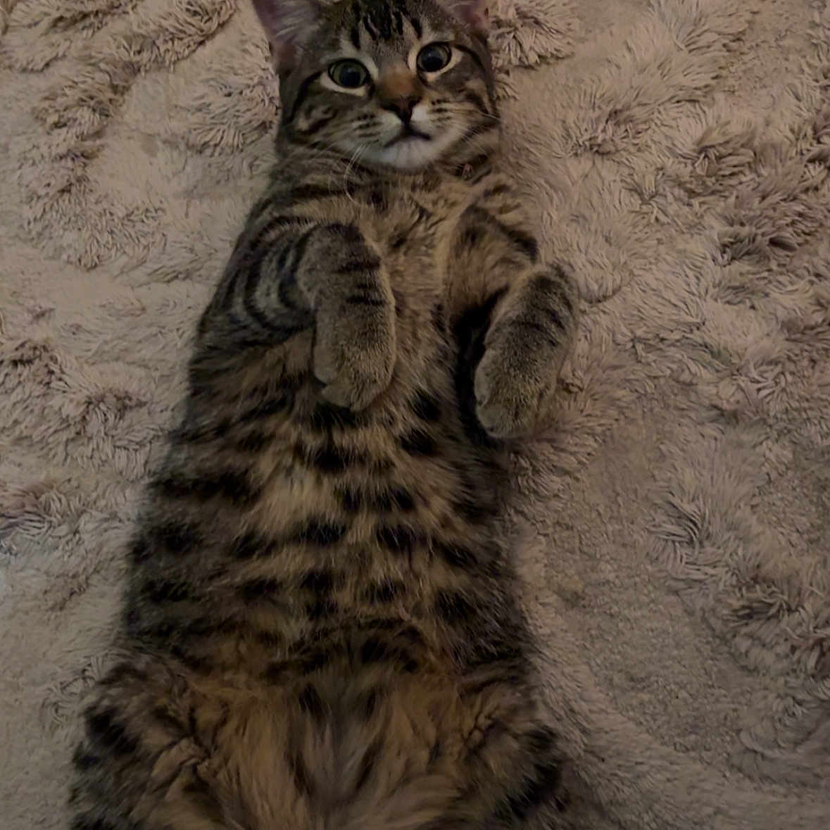 Kida joined the competition — help win amazing prizes! animal, blanket, cat, cozy, curious, cute, feline, fur, indoor, lying_down, mammal, paws, pet, relaxed, sleepy, soft, striped, tabby, texture, whiskers