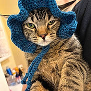 Kida is registered to the contest to win money with this photo: cat, tabby_cat, crochet_hat, blue_hat, pet, animal, green_eyes, fur, whiskers, ears, indoor, person_holding, close_up, portrait, cute, funny_hat, knitted, headwear, domestic_cat, expression