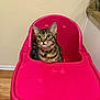 cat, tabby_cat, high_chair, pink, indoor, floor, wooden_floor, wall, collar, bell, pet, animal, curious, seated, feline, domestic_cat, looking, green_eyes, fur, ears