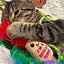 Kida is registered to the contest to win money with this photo: kitten, tabby, cat, toy, mushroom, feathers, bed, hand, playing, closeup, furry, cute, pet, indoor, colorful, soft, resting, paw, animal, feline