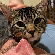 Kida joined the competition — help win amazing prizes! affection, animal, bedroom, cat, close_up, ears, eyes, face, feline, friendship, indoor, intimacy, nose, person, pet, relaxation, resting, skin, tabby_cat, whiskers