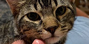 Kida is registered to the contest to win money with this photo: cat, tabby_cat, person, face, nose, eyes_closed, close_up, indoor, bedroom, resting, affection, pet, animal, feline, cute, whiskers, fur, head, skin, intimate