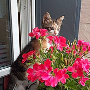 Aura a rejoint le concours — aidez-le/la à gagner de superbes lots ! kitten, cat, flowers, pink_flowers, windowsill, plant, green_leaves, curious, pet, young_cat, indoor, nature, animal, potted_plant, close_up, domestic_cat, feline, flora, spring, colorful