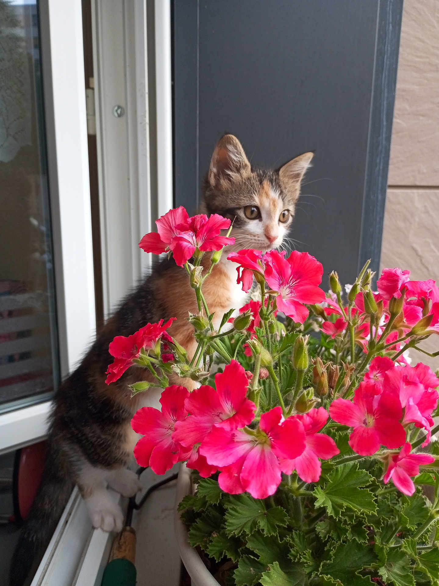 Aura a rejoint le concours — aidez-le/la à gagner de superbes lots ! kitten, cat, flowers, pink_flowers, windowsill, plant, green_leaves, curious, pet, young_cat, indoor, nature, animal, potted_plant, close_up, domestic_cat, feline, flora, spring, colorful