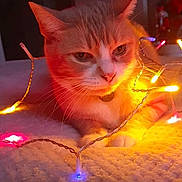 Gipsie participe au concours pour gagner de l'argent avec cette photo : animal, birthdaycake, cake, candle, cat, computerhardware, cream, dessert, diwali, egyptiancat, electronics, festival, food, hardware, kitten, lamp, light, lighting, mouse, pet