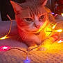 animal, birthdaycake, cake, candle, cat, computerhardware, cream, dessert, diwali, egyptiancat, electronics, festival, food, hardware, kitten, lamp, light, lighting, mouse, pet