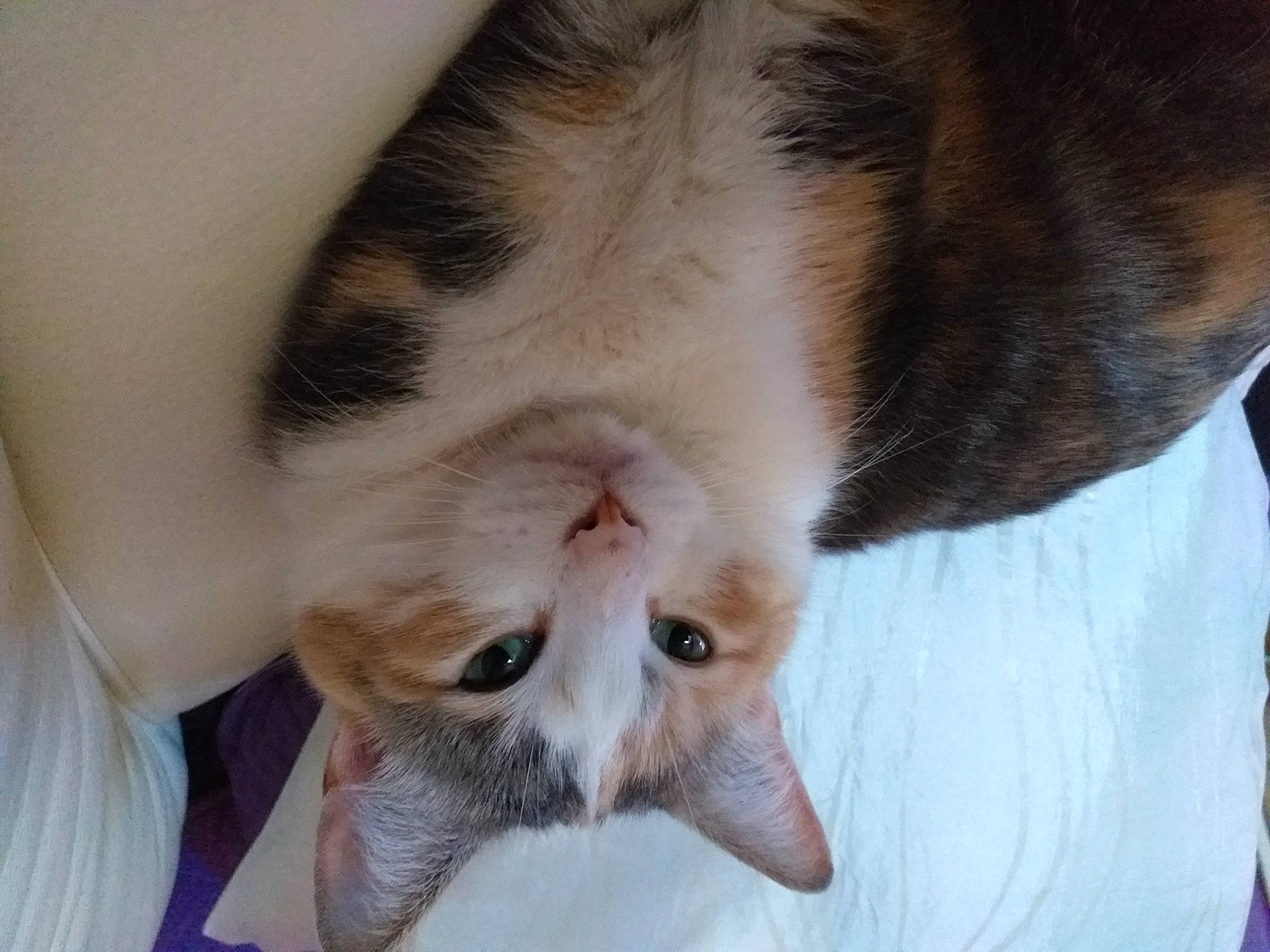 Chloé a rejoint le concours — aidez-le/la à gagner de superbes lots ! carnivore, cat, claw, comfort, domestic_short_haired_cat, eye, fang, fawn, felidae, foot, fur, leg, nail, nap, paw, small_to_medium_sized_cats, snout, tail, terrestrial_animal, whiskers