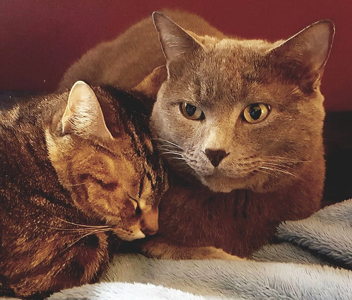 Elton joined the competition — help win amazing prizes! aegean_cat, asian, australian_mist, california_spangled, carnivore, cat, chausie, domestic_short_haired_cat, dragon_li, european_shorthair, felidae, fur, german_rex, kitten, mammal, small_to_medium_sized_cats, snout, tabby_cat, vertebrate, whiskers