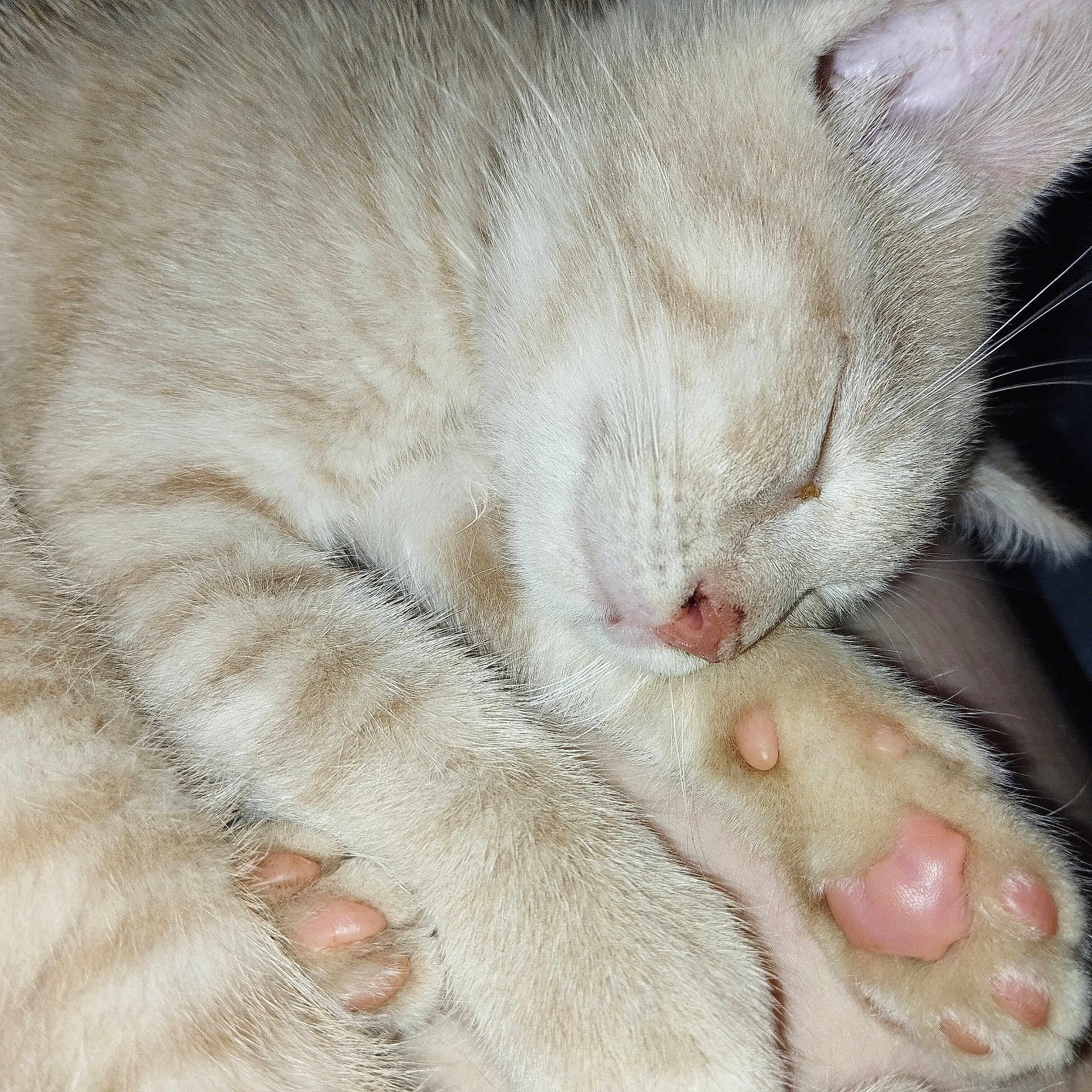 Yoda
