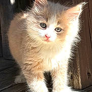 Tommy is registered to the contest to win money with this photo: kitten, cat, animal, pet, feline, cute, fluffy, young, curious, whiskers, outdoor, sunlight, wood, paw, portrait, small, fur, adorable, nature, closeup