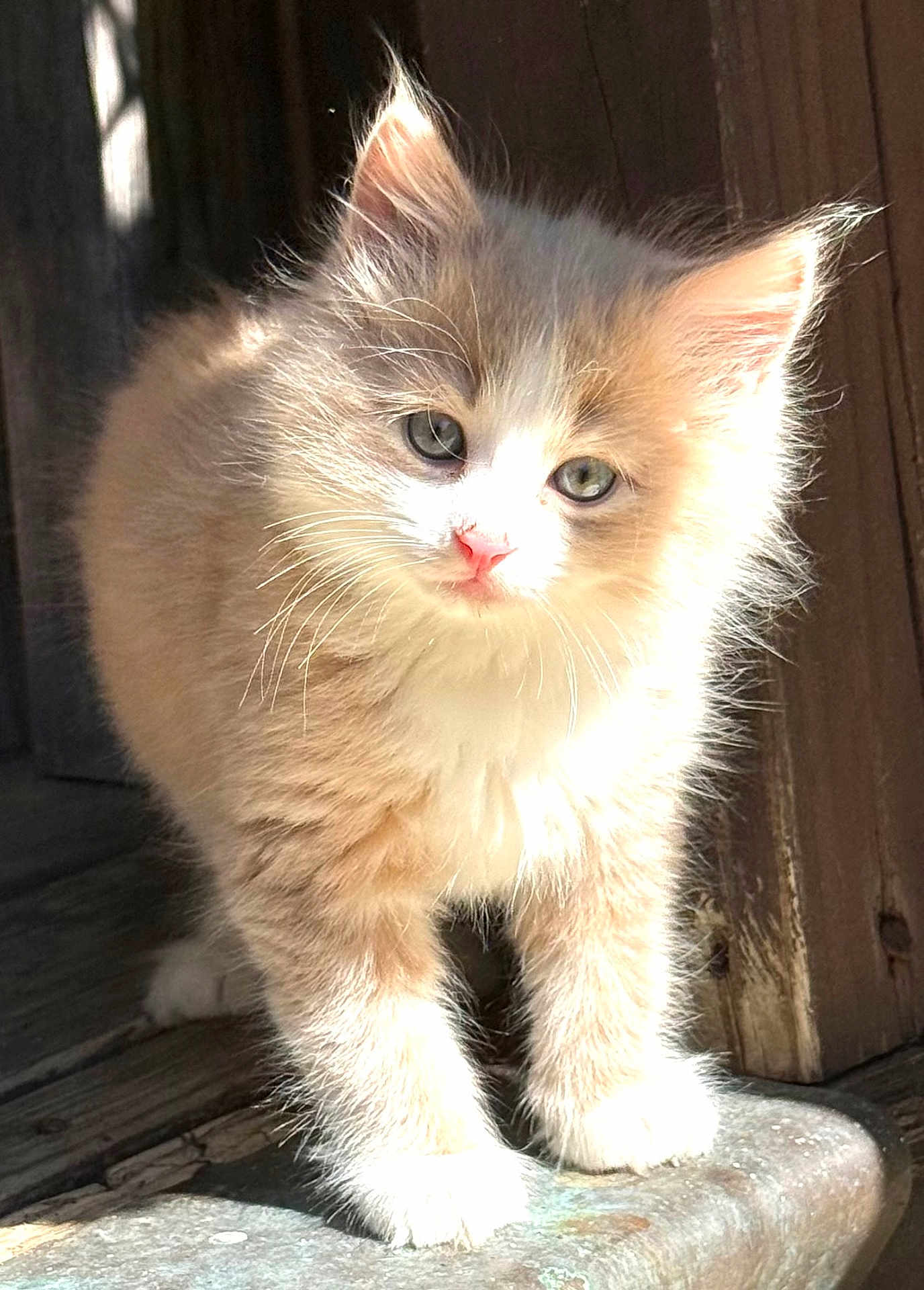 Tommy is registered to the contest to win money with this photo: kitten, cat, animal, pet, feline, cute, fluffy, young, curious, whiskers, outdoor, sunlight, wood, paw, portrait, small, fur, adorable, nature, closeup