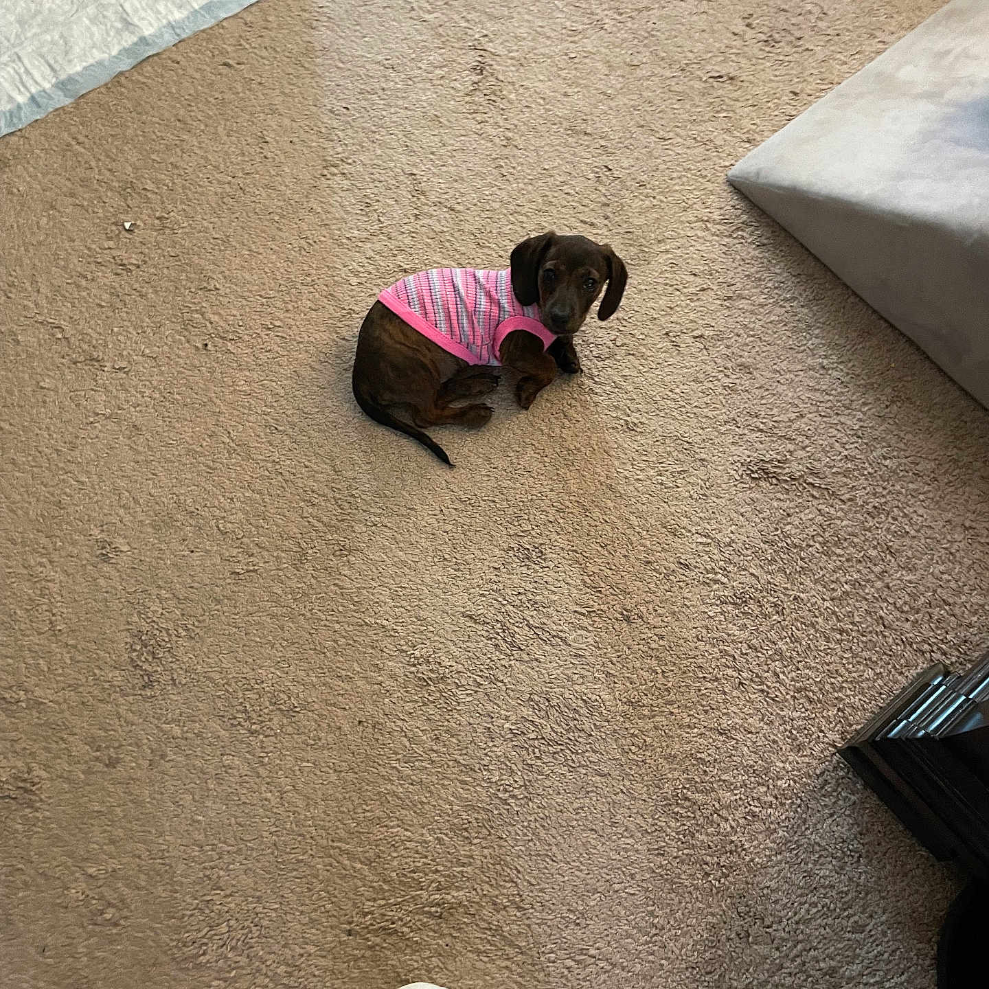 Coco joined the competition — help win amazing prizes! animal, carpet, cozy, curious, cushion, dog, domestic, floor, food, footwear, home, indoor, looking_up, pet, pet_bowl, pink_shirt, puppy, resting, slipper, small_dog